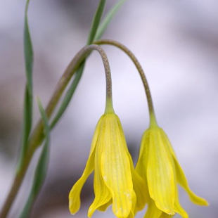 Fritillaria carica